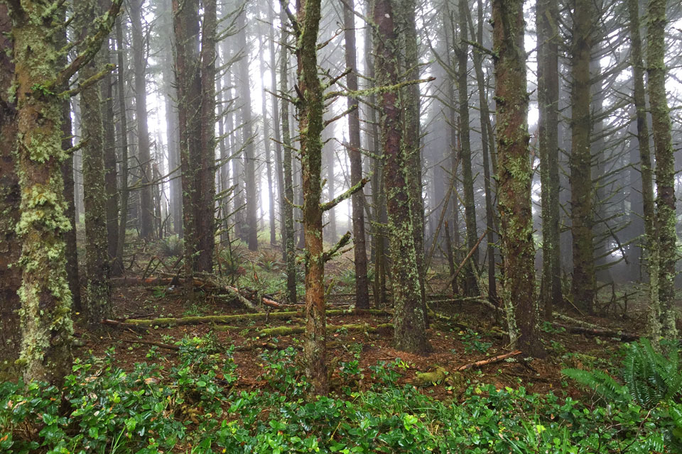 Pacific NW forest